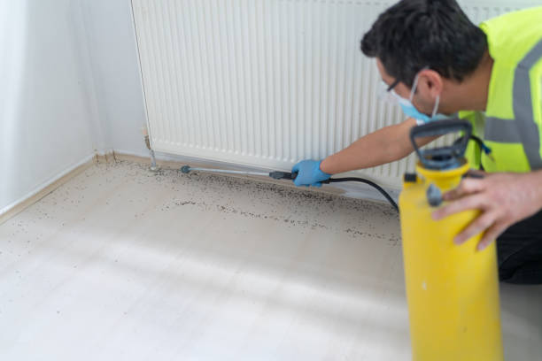 Best Termite Control Services  in West Monroe, LA